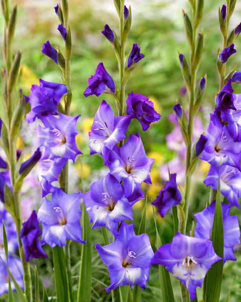 Gladiolus Adrenalin