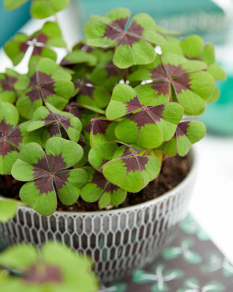 Oxalis Iron Cross