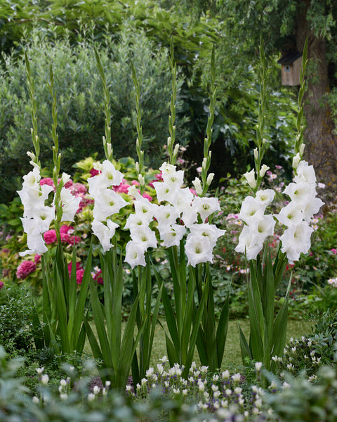 Gladiolus Adrenalin