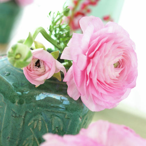 Ranunculus Pink