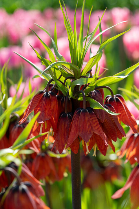 Fritillaria Red Beauty