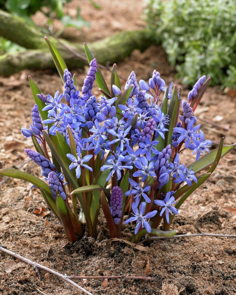 Scilla Bifolia
