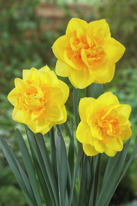 Narcis Sherborne