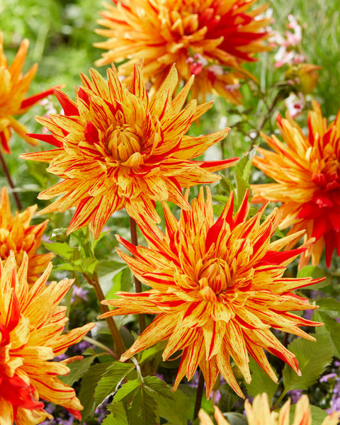 Dahlia Striped Vulcan