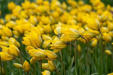 Specie tulip Sylvestris
