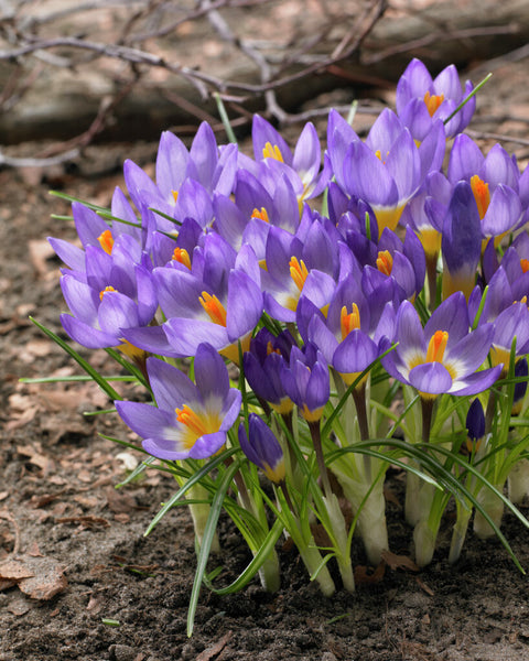 Crocus Tricolor