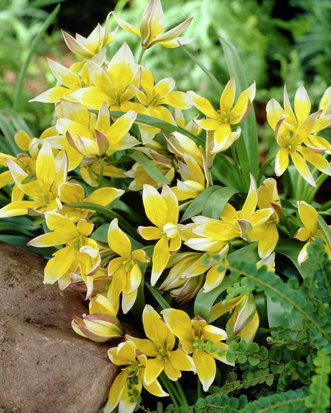 Specie tulip Tarda