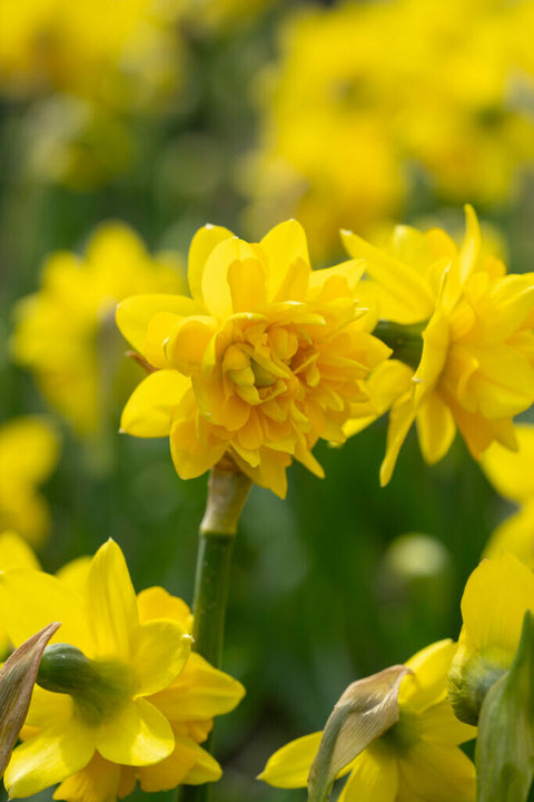 Daffodil Tete Boucle