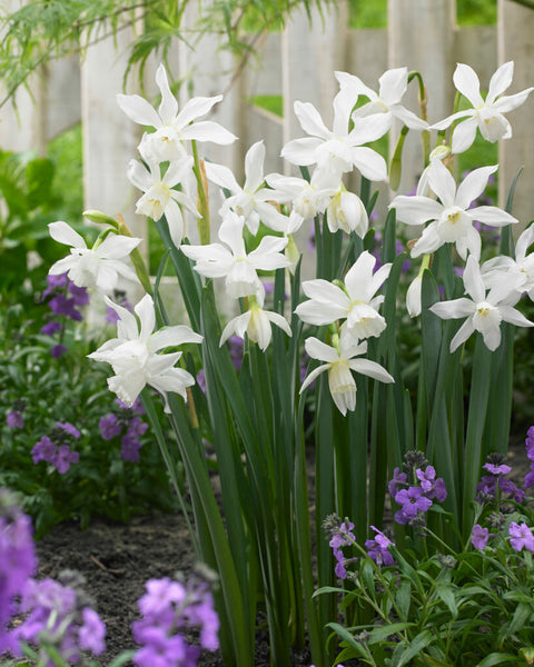 Narcissus Thalia