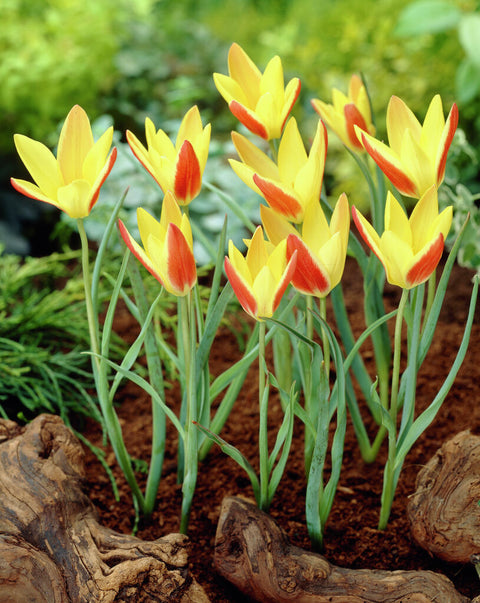 Specie tulp Tinka