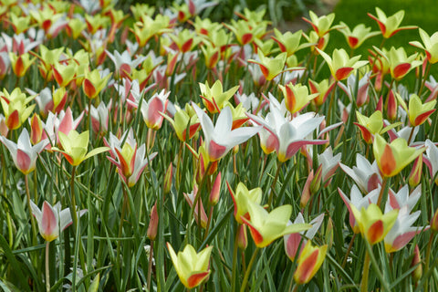 Specie tulp Tinka