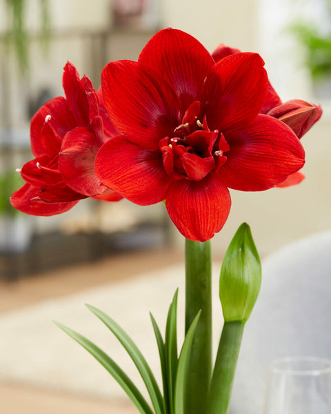 Amaryllis Velvet Nymph