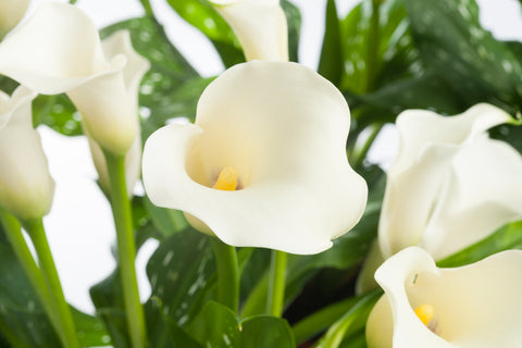 Zantedeschia White Flirt