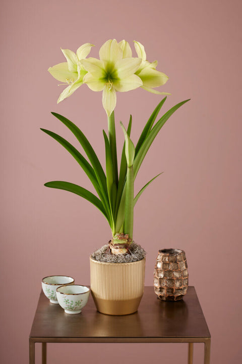 Amaryllis Yellow Star