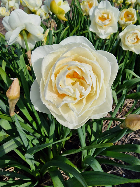 Daffodil Brasicalla