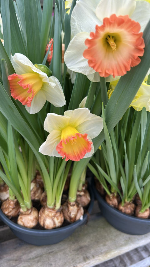 Narcis Lucky Lips