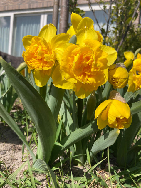 Narcis Lars
