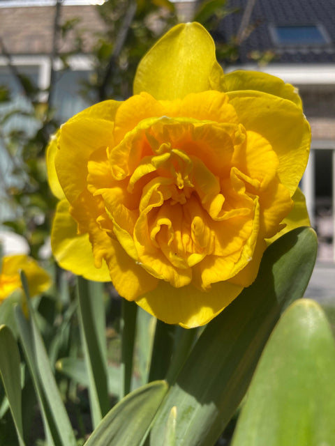 Narcis Lars