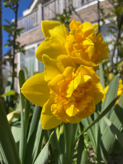 Narcis Lars