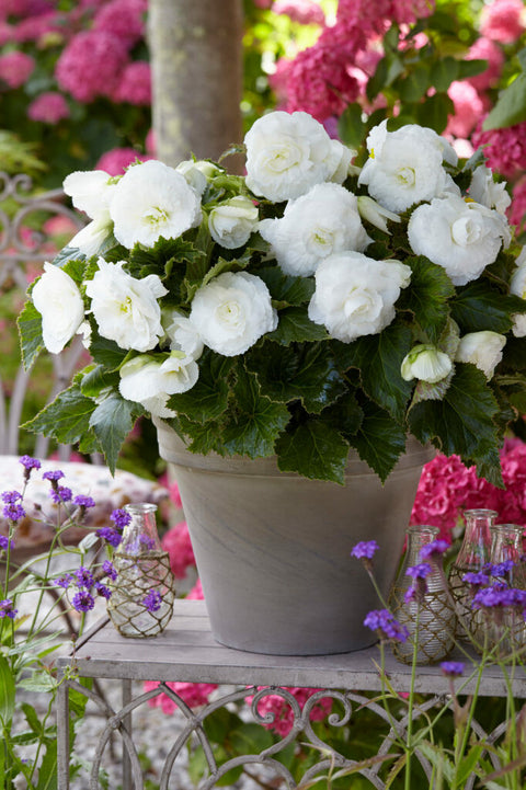 Begonia Non Stop Wit