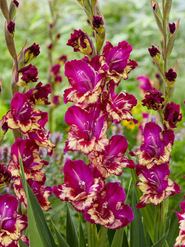 Gladiool Colour Club - Floratuin