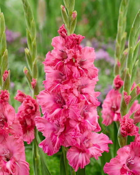 Gladiolus Kingston Ruffle