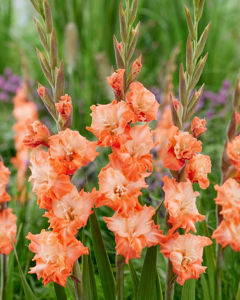 Gladiolus Coral Crush