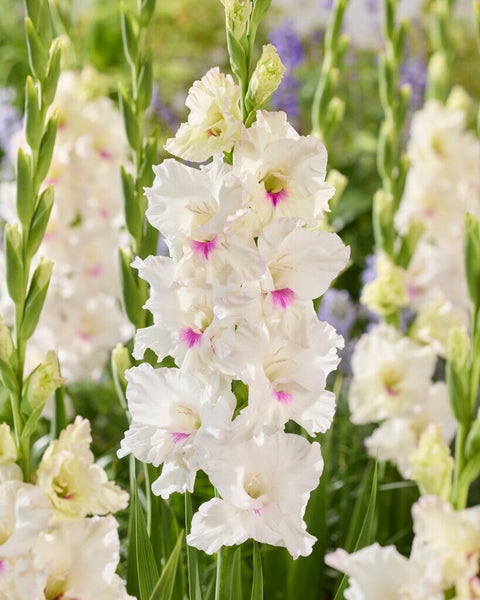 Gladiolus Norma Jean