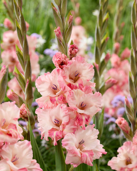 Gladiolus Cherry Candy