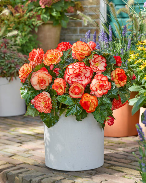 Begonia Wummi Maskerade