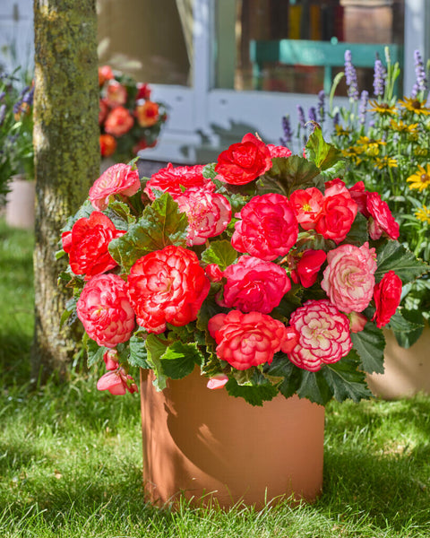Begonia Wummi Marmorata