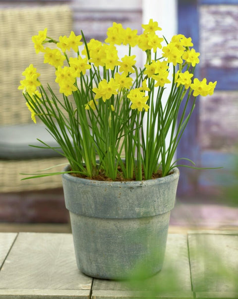 Narcis Sabrosa