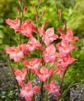 roze kleinbloemige gladiool gladiolus nanus Charming Beauty
