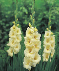 lichtgele gladiool grootbloemig gladiolus Speed date speeddate