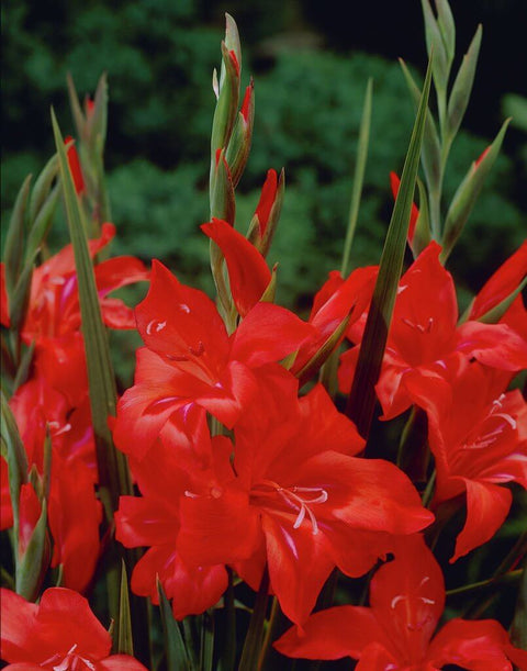 rode kleinbloemige gladiool gladiolus nanus Amanda Mahy