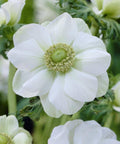 witte enkelbloemige anemone