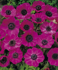 enkelbloemige roze anemone