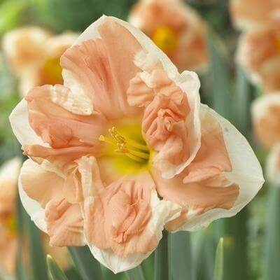 Narcis Apricot Whirl