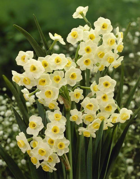 Daffodil Avalux