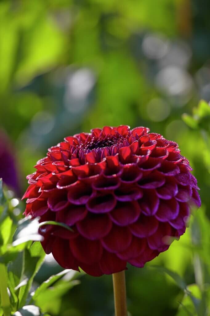 Dahlia bloembollen assortiment