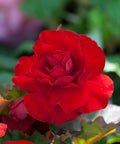 Begonia non stop rood