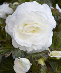 Begonia dubbelbloemig wit