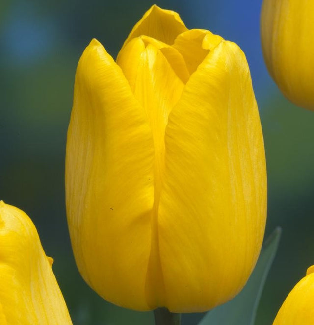 Big Smile – Floratuin