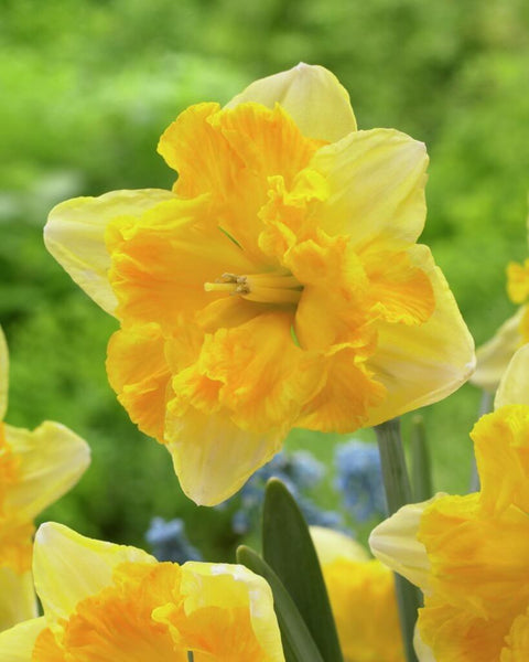Daffodil Blazing Starlet