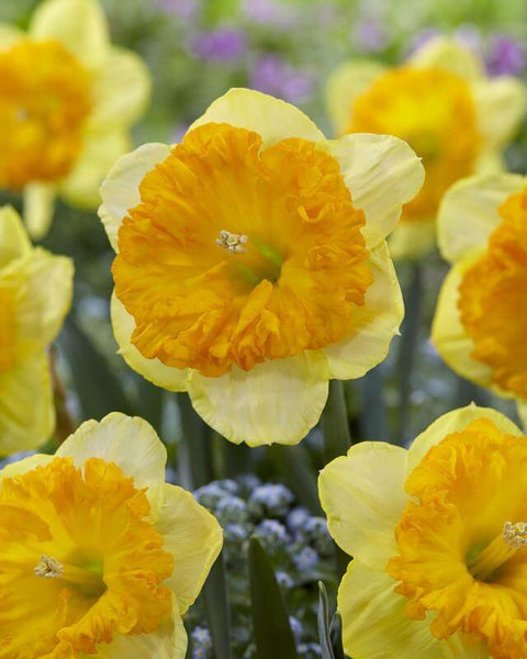 Daffodil Bright Corsage