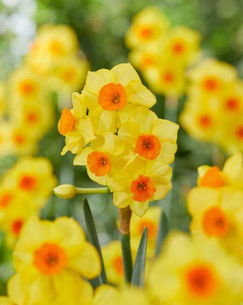 Daffodil Bright Day