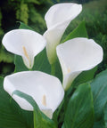Witte zantedeschia aethiopica