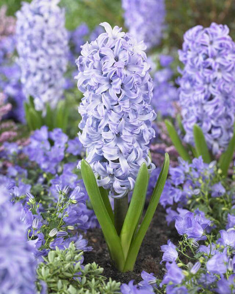 Chicago Hyacinth