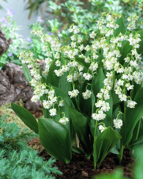 Convallaria Majalis Lily of the Valley