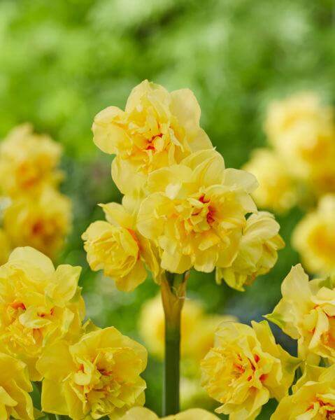 Daffodil Fairness